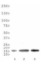 H3R8me2a Antibody in Western Blot (WB)