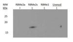 H3R8me2s Antibody in Western Blot (WB)
