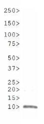 H3R8me2s Antibody in Western Blot (WB)