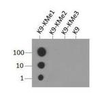 H3K9me1 Antibody in Dot Blot (DB)