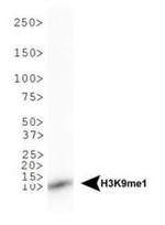 H3K9me1 Antibody in Western Blot (WB)