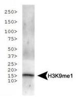 H3K9me1 Antibody in Western Blot (WB)