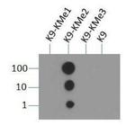 H3K9me2 Antibody in Dot Blot (DB)