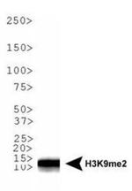 H3K9me2 Antibody in Western Blot (WB)