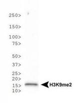 H3K9me2 Antibody in Western Blot (WB)