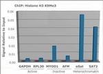 H3K9me3 Antibody in ChIP Assay (ChIP)