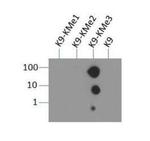 H3K9me3 Antibody in Dot Blot (DB)