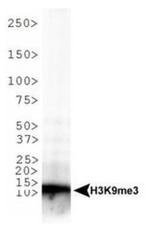 H3K9me3 Antibody in Western Blot (WB)