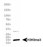 H3K9me3 Antibody in Western Blot (WB)