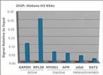 H3K9ac Antibody in ChIP Assay (ChIP)