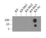 H3K9ac Antibody in Dot Blot (DB)