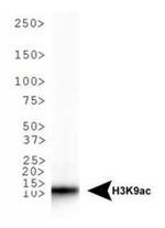H3K9ac Antibody in Western Blot (WB)