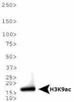 H3K9ac Antibody in Western Blot (WB)