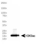 H3K9ac Antibody in Western Blot (WB)