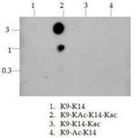 H3K9acK14ac Antibody in Dot Blot (DB)