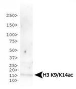 H3K9acK14ac Antibody in Western Blot (WB)
