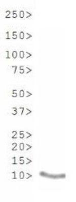 H3K9acK14ac Antibody in Western Blot (WB)