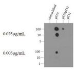 Phospho-Histone H3 (Ser10) Antibody in Dot Blot (DB)