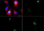 Phospho-Histone H3 (Ser10) Antibody in Immunocytochemistry (ICC/IF)
