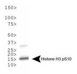 Phospho-Histone H3 (Ser10) Antibody in Western Blot (WB)