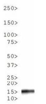 Phospho-Histone H3 (Ser10, Thr11) Antibody in Western Blot (WB)