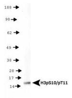 Phospho-Histone H3 (Ser10, Thr11) Antibody in Western Blot (WB)