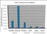 H3K18me2 Antibody in ChIP Assay (ChIP)