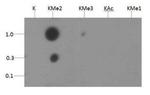 H3K18me2 Antibody in Dot Blot (DB)