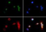 H3K18me2 Antibody in Immunocytochemistry (ICC/IF)