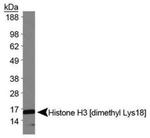 H3K18me2 Antibody in Western Blot (WB)