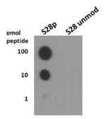 Phospho-Histone H3 (Ser28) Antibody in Dot Blot (DB)