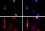 Phospho-Histone H3 (Ser28) Antibody in Immunocytochemistry (ICC/IF)