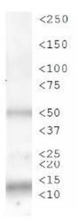 Phospho-Histone H3 (Ser28) Antibody in Western Blot (WB)