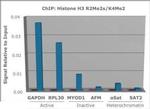 H3K4me3 Antibody in ChIP Assay (ChIP)