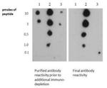 H3K4me3 Antibody in Dot Blot (DB)