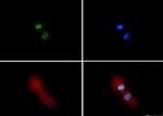 H3K4me3 Antibody in Immunocytochemistry (ICC/IF)