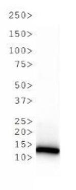 H3K4me3 Antibody in Western Blot (WB)