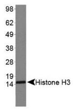 H3K4me3 Antibody in Western Blot (WB)