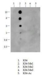 H3K36me1 Antibody in Dot Blot (DB)