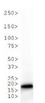 H3K36me1 Antibody in Western Blot (WB)