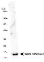 H3K36me1 Antibody in Western Blot (WB)