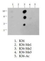 H3K36me2 Antibody in Dot Blot (DB)