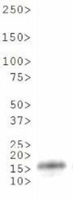 H3K36me2 Antibody in Western Blot (WB)