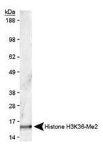 H3K36me2 Antibody in Western Blot (WB)