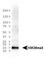 H3K36me3 Antibody in Western Blot (WB)
