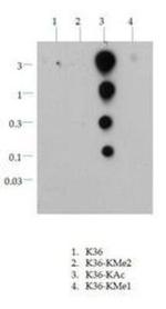 H3K36ac Antibody in Dot Blot (DB)
