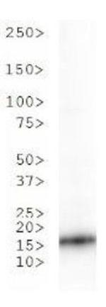 H3K36ac Antibody in Western Blot (WB)