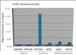 Phospho-Histone H4 (Ser1) Antibody in ChIP Assay (ChIP)