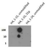 Phospho-Histone H4 (Ser1) Antibody in Dot Blot (DB)