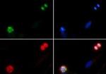 Phospho-Histone H4 (Ser1) Antibody in Immunocytochemistry (ICC/IF)